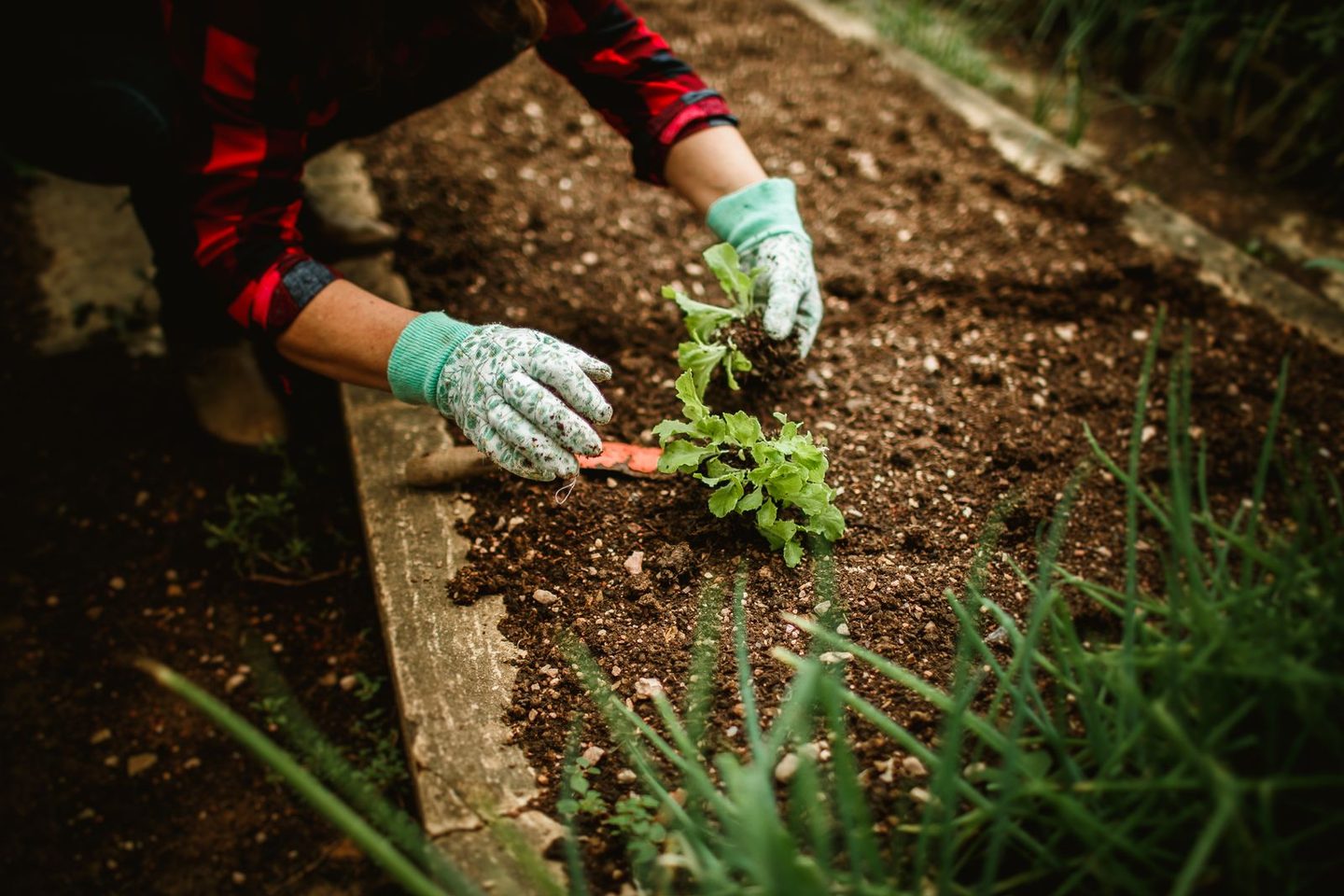 Handen met tuinhandschoenen planten jonge plantjes in bewerkte grond